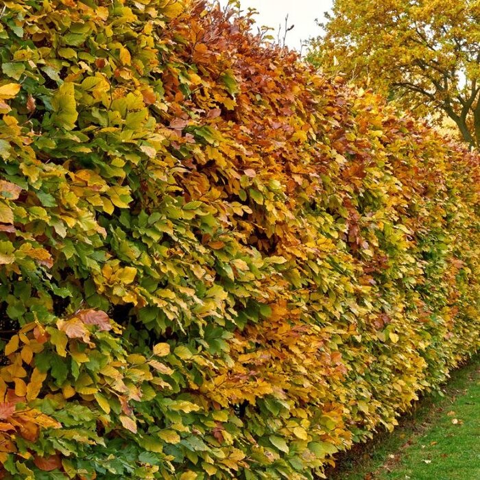 Haagbeuk - Carpinus betulus