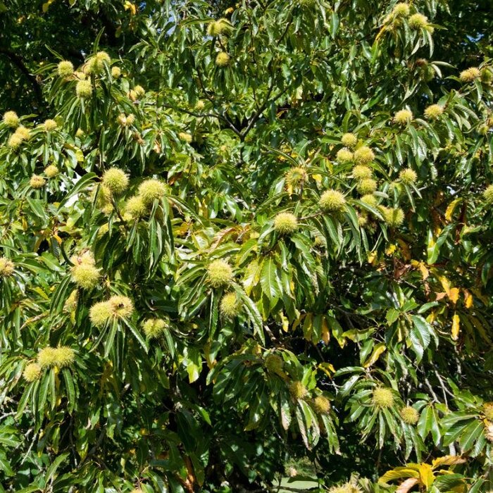 Castanea sativa - Tamme kastanje (Kale wortel) PRE-ORDER