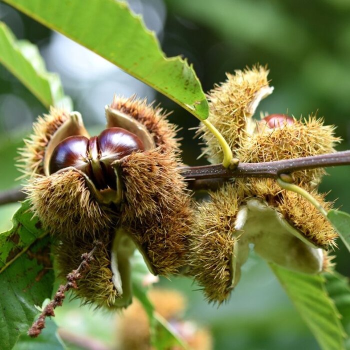 Castanea sativa - Tamme kastanje (Kale wortel) PRE-ORDER
