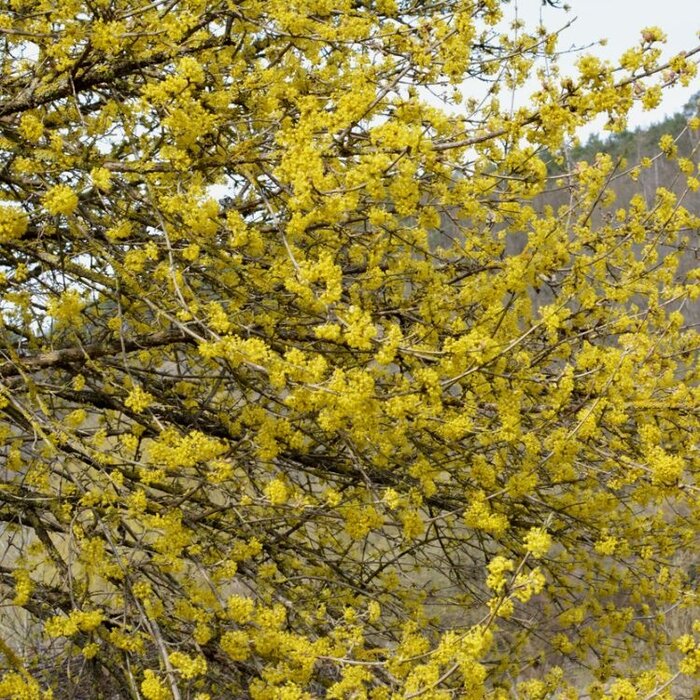 Cornus mas - Gele kornoelje (Kale wortel) PRE-ORDER
