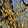 Corylus avellana - Gewone hazelaar (Kale wortel) -> PRE-ORDER