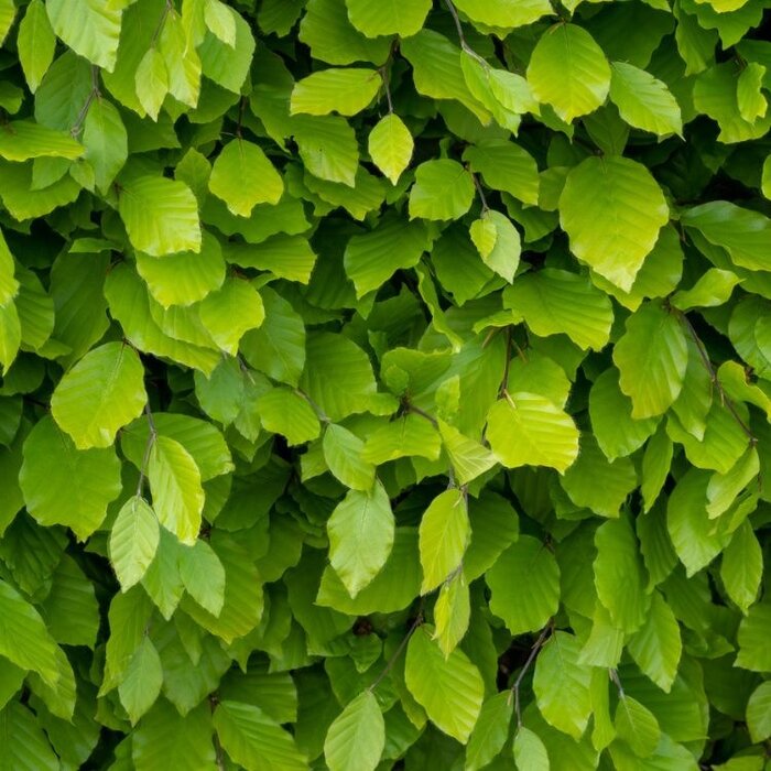 Fagus sylvatica - Groene beukenhaag (Kale wortel) PRE-ORDER