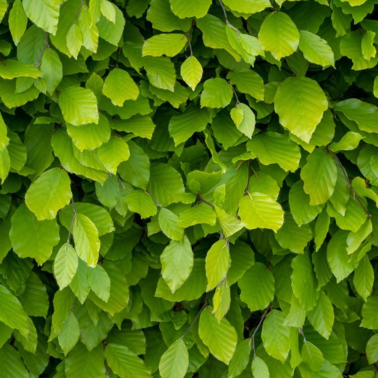 Fagus sylvatica - Groene beukenhaag (Kale wortel) PRE-ORDER