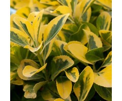 Bonte haagliguster - Ligustrum ovalifolium 'Aureum'