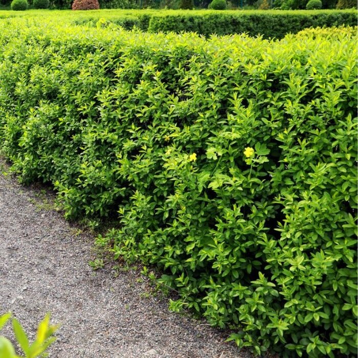 Haagliguster - Ligustrum vulgare 'Atrovirens'