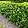 Ligustrum vulgare - Wilde liguster (Kale wortel)