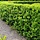 Ligustrum vulgare - Wilde liguster (Kale wortel) -> PRE-ORDER
