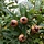 Mespilus germanica - Mispel (Kale wortel) -> PRE-ORDER