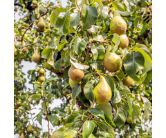 Pyrus communis - Wilde peer (Kale wortel)