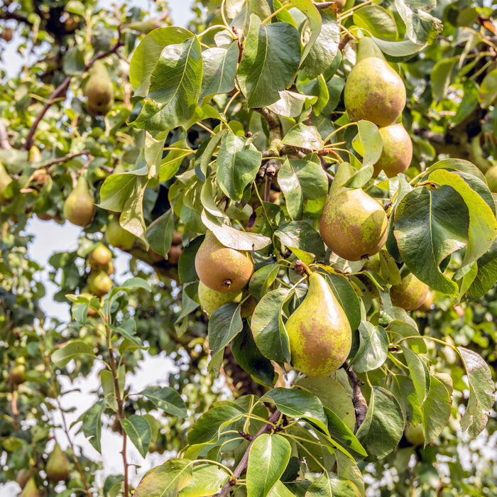 Pyrus communis - Wilde peer (Kale wortel) PRE-ORDER