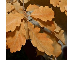 Quercus petraea - Wintereik (Kale wortel)