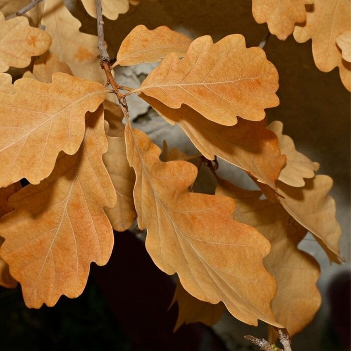 Quercus petraea - Wintereik (Kale wortel)