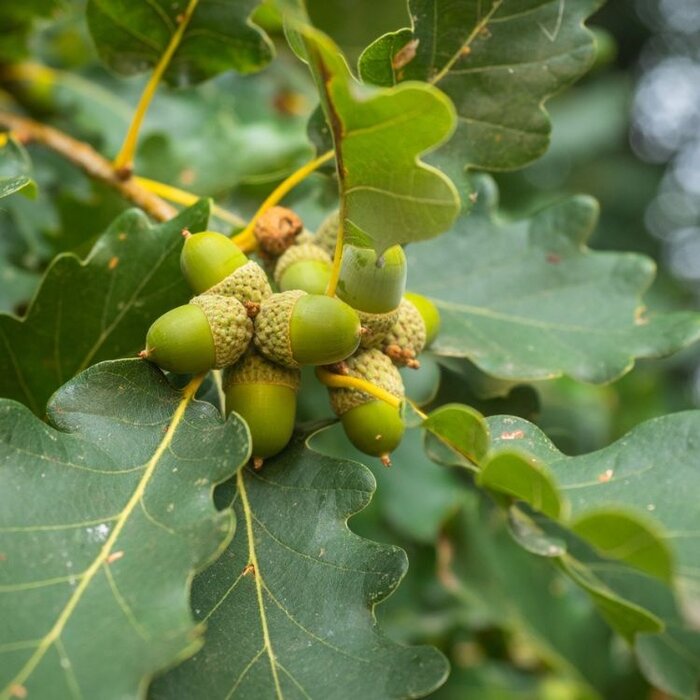Quercus petraea - Wintereik (Kale wortel)