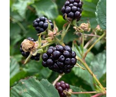 Rubus fruticosus - Doornloze Braam (Kale wortel)
