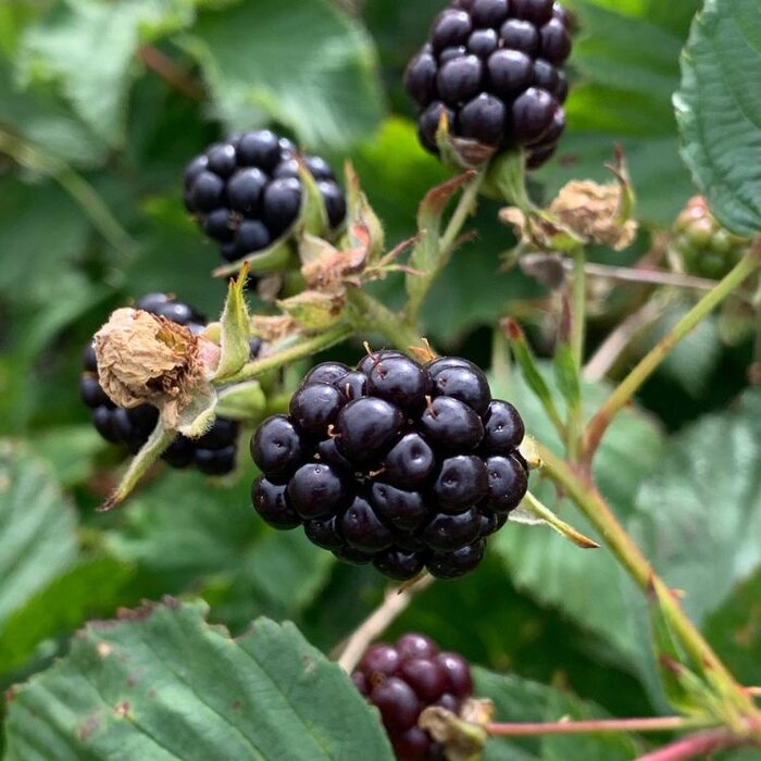 Rubus fruticosus - Doornloze Braam (Kale wortel) PRE-ORDER