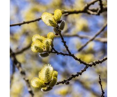 Salix caprea - Boswilg (Kale wortel)