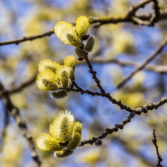 Salix caprea - Boswilg (Kale wortel) PRE-ORDER