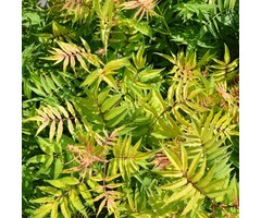 Sorbaria sorbifolia - Lijsterbesspirea (Kale wortel)