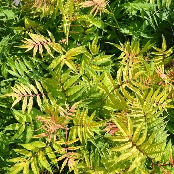 Sorbaria sorbifolia - Lijsterbesspirea (Kale wortel) PRE-ORDER