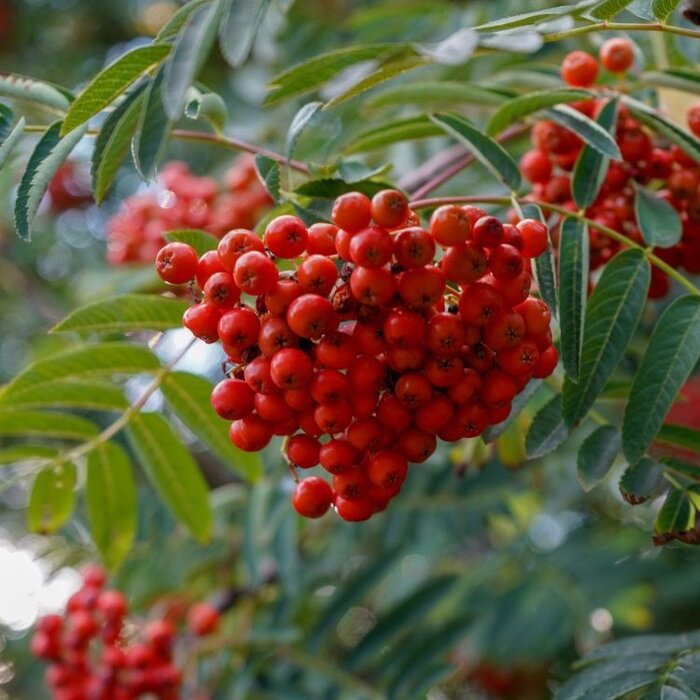 Sorbus aucuparia - Gewone lijsterbes (Kale wortel)