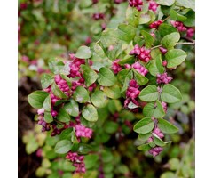 Symphoricarpos doorenbosii 'Magic Berry' - Sneeuwbes (Kale wortel)