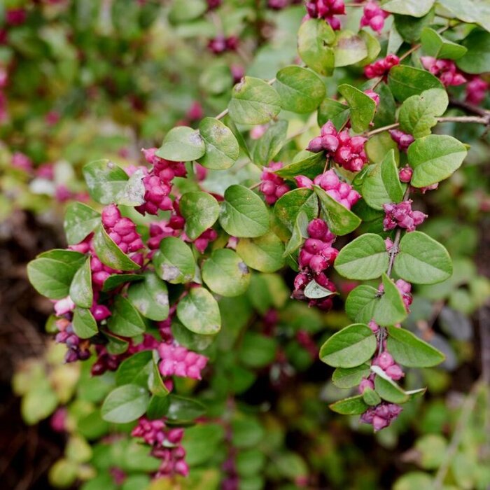 Symphoricarpos doorenbosii 'Magic Berry' - Sneeuwbes (Kale wortel)