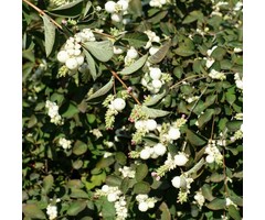 Symphoricarpos doorenbosii 'White Hedge' - Sneeuwbes (Kale wortel)