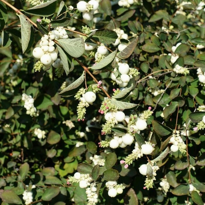 Symphoricarpos doorenbosii 'White Hedge' - Sneeuwbes (Kale wortel)
