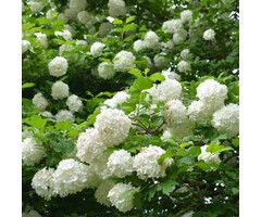 Viburnum opulus - Gelderse roos (Kale wortel)