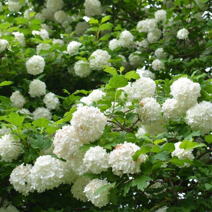 Viburnum opulus - Gelderse roos (Kale wortel) PRE-ORDER