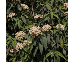 Viburnum rhytidophyllum - Sneeuwbal (Kale wortel)