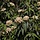 Viburnum rhytidophyllum - Sneeuwbal (Kale wortel) -> PRE-ORDER