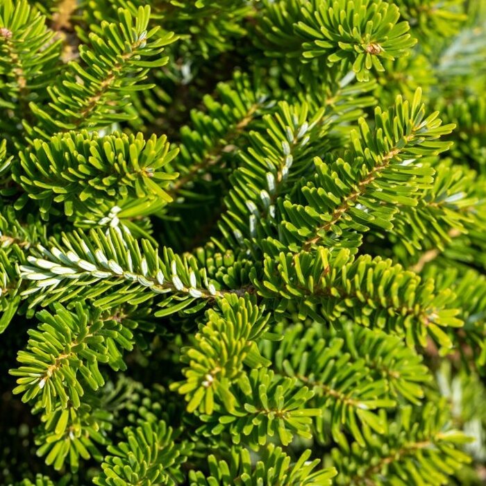 Abies koreana - Koreaanse spar (Kale wortel)