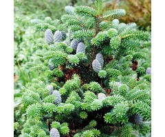 Abies koreana - Koreaanse spar (Kale wortel)