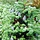 Abies koreana - Koreaanse spar (Kale wortel) -> PRE-ORDER