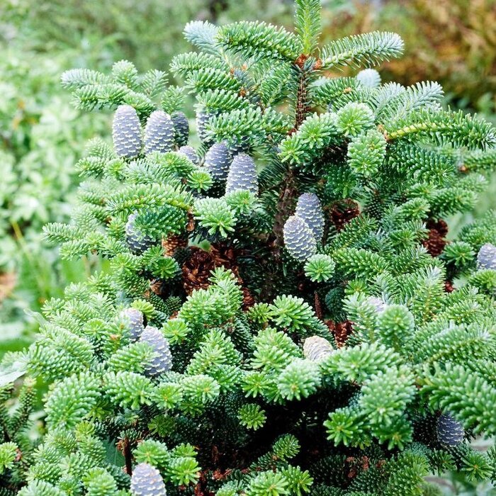 Abies koreana - Koreaanse spar (Kale wortel)