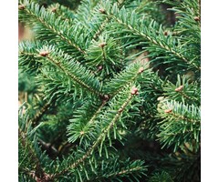 Abies nordmanniana - Nordmannspar (Kale wortel)