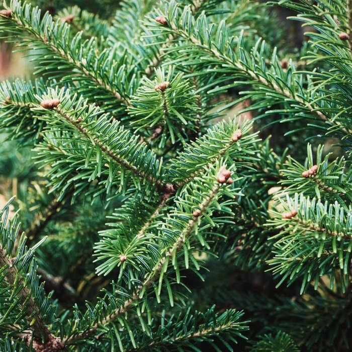 Abies nordmanniana - Nordmannspar (Kale wortel) PRE-ORDER