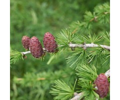 Larix decidua - Europese lork (Kale wortel)