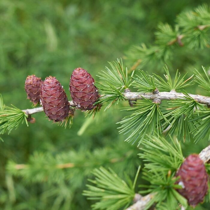 Larix decidua - Europese lork (Kale wortel) PRE-ORDER