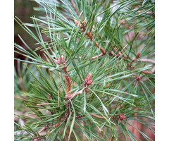 Pinus sylvestris - Grove den (Kale wortel)