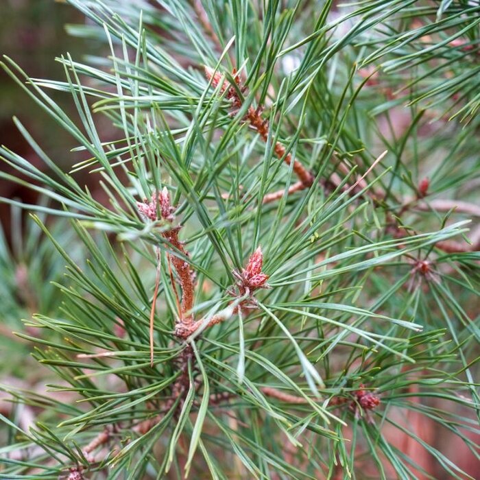 Pinus sylvestris - Grove den (Kale wortel)