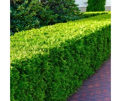 Buxushaag - Buxus sempervirens