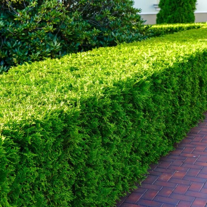 Buxus sempervirens - Buxushaag (Kale wortel) PRE-ORDER