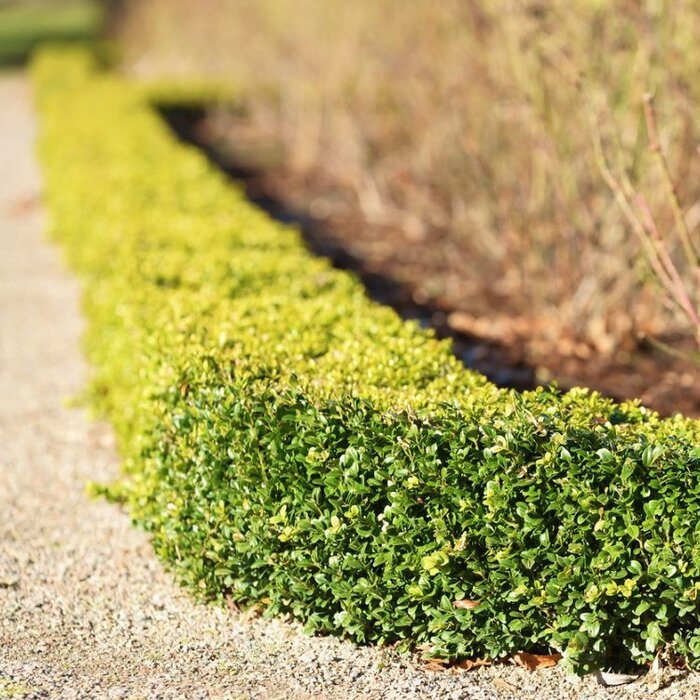 Buxus sempervirens - Buxushaag (Kale wortel) PRE-ORDER