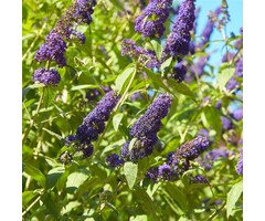 Buddleja davidii 'Empire Blue' - Vlinderstruik (Kale wortel)