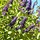 Buddleja davidii 'Empire Blue' - Vlinderstruik (Kale wortel)