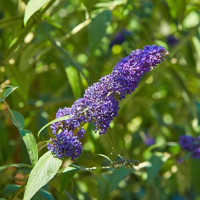 Buddleja davidii 'Empire Blue' - Vlinderstruik (Kale wortel)