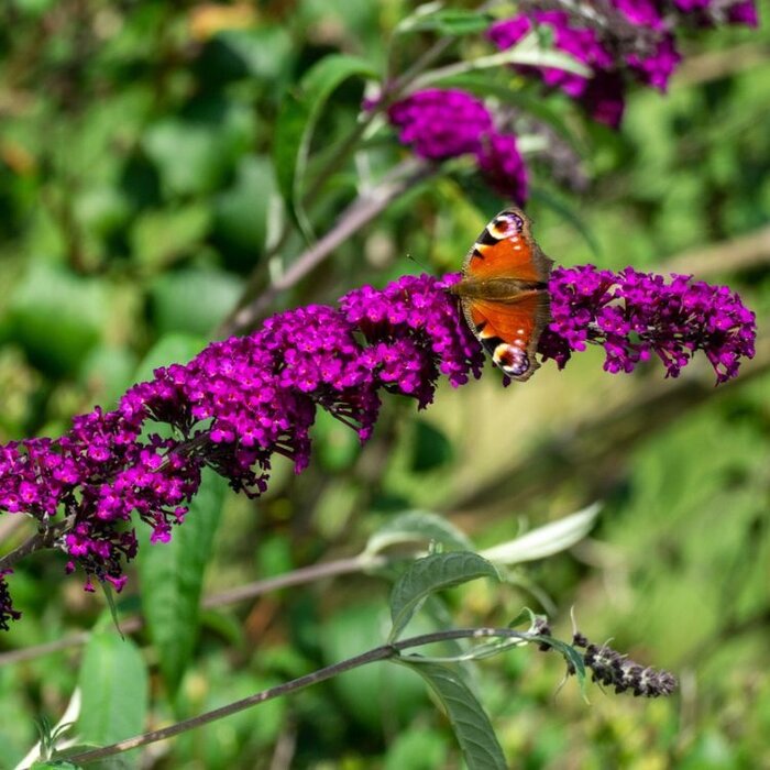 Buddleja davidii 'Royal Red' - Vlinderstruik (Kale wortel)