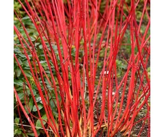 Cornus alba 'Elegantissima' - Bonte kornoelje (Kale wortel)